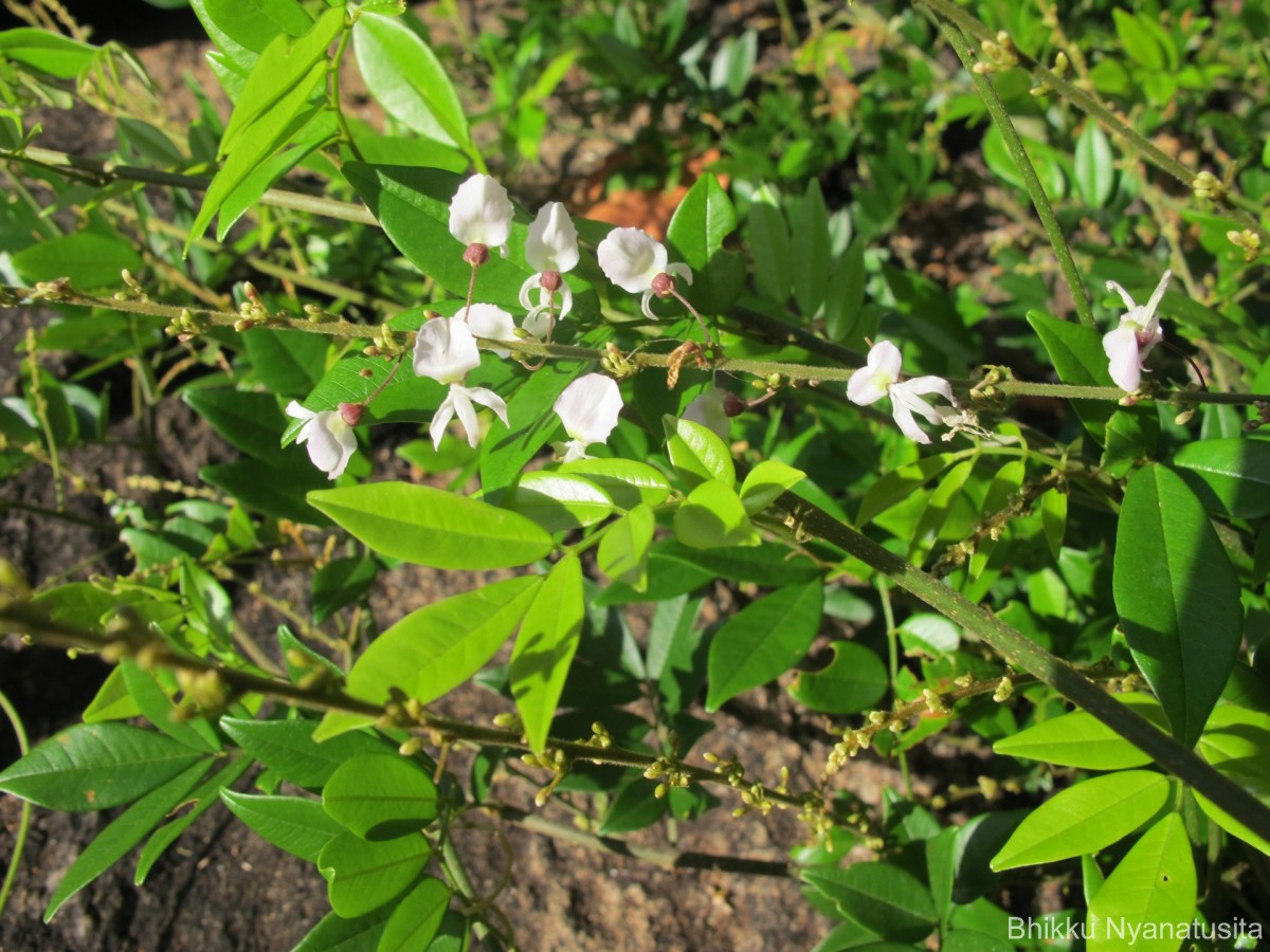 Brachypterum scandens (Roxb.) Miq.